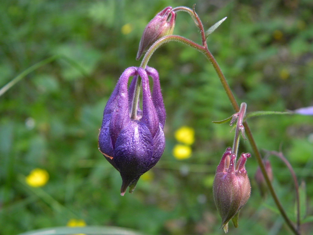 Quale Aquilegia?