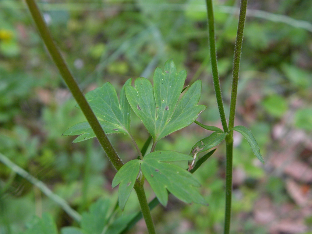 Quale Aquilegia?