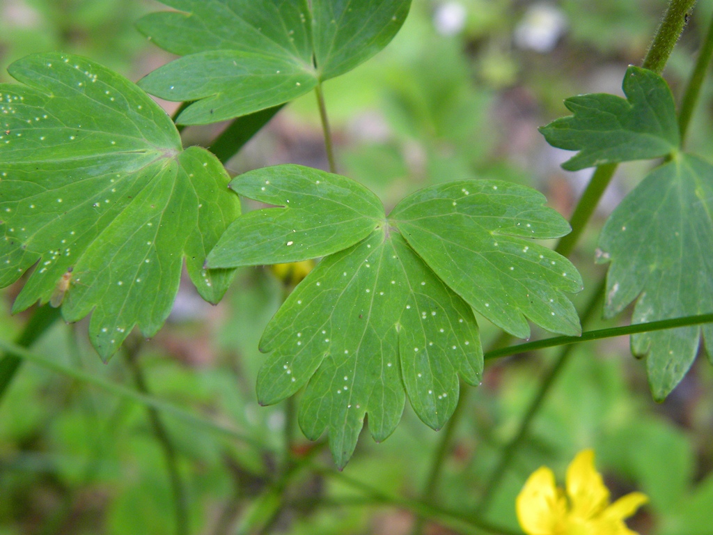 Quale Aquilegia?