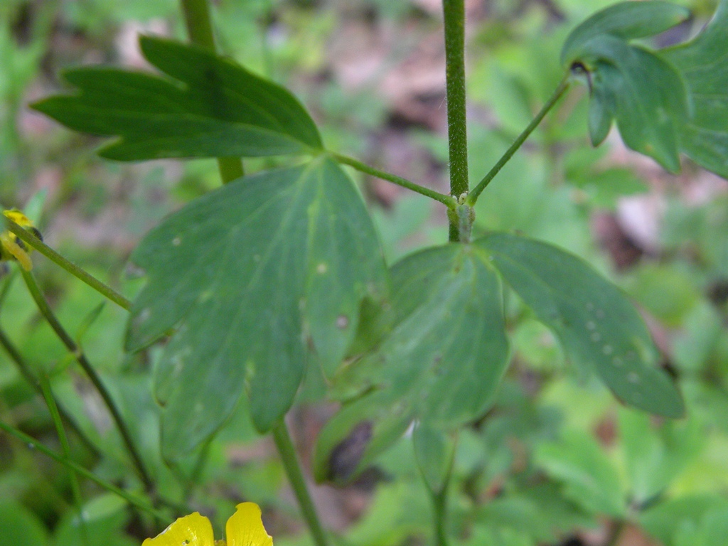 Quale Aquilegia?
