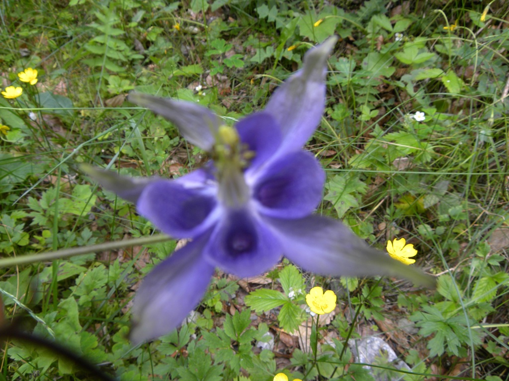 Quale Aquilegia?