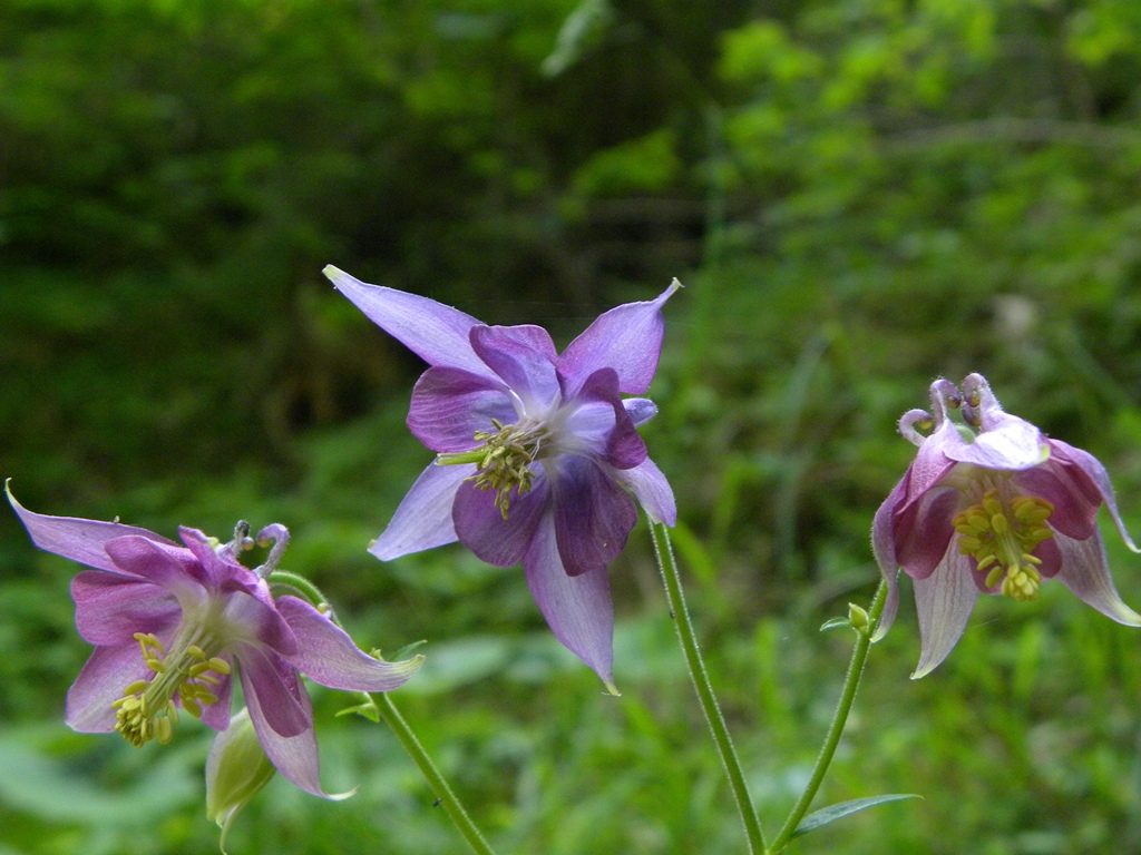 Quale Aquilegia?
