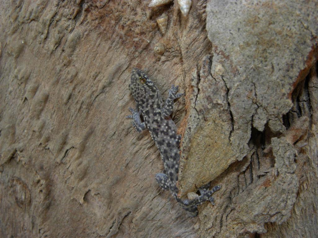 Geco verrucoso melanico?