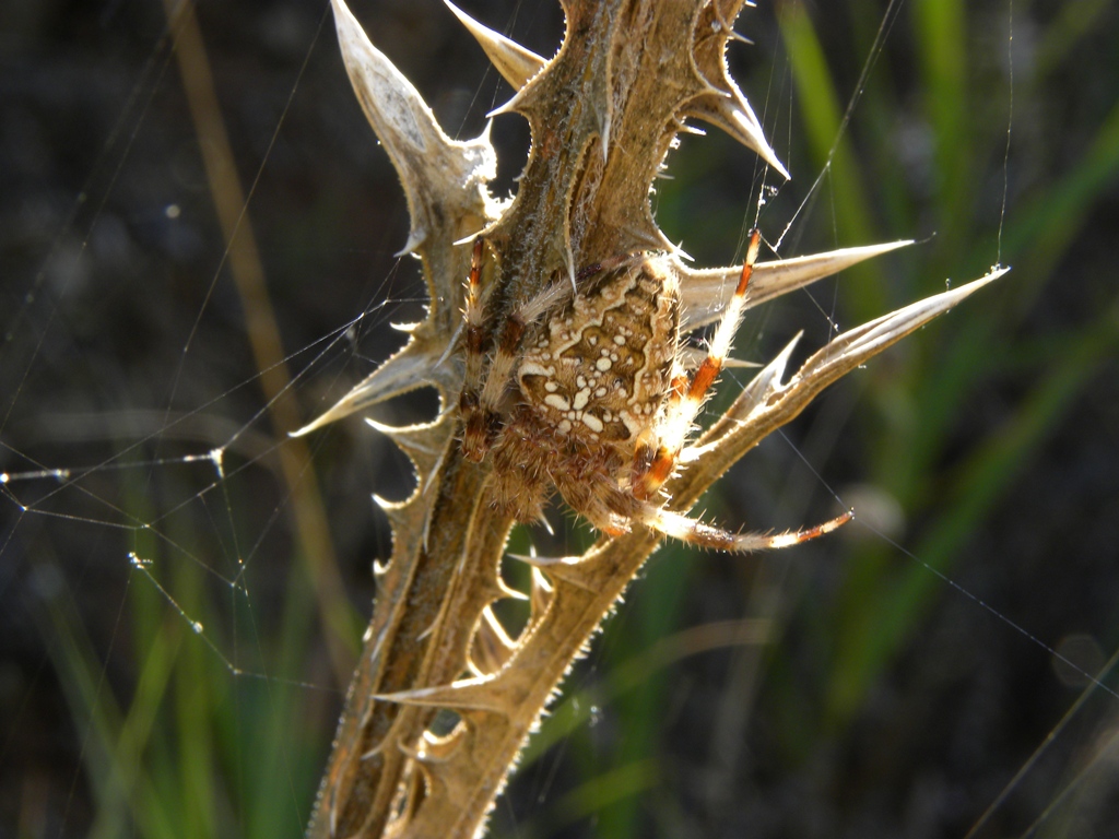 Araneus diadematus