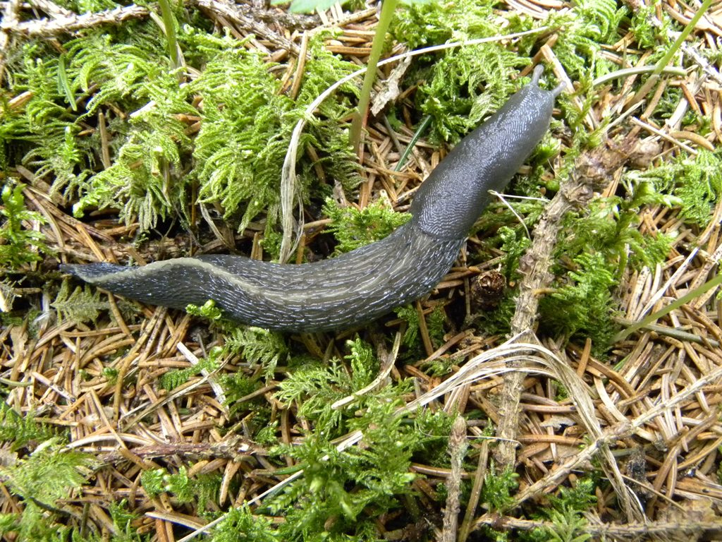 Limax cinereoniger dalla Val Pesarina - 06.05.2009 - (UD)