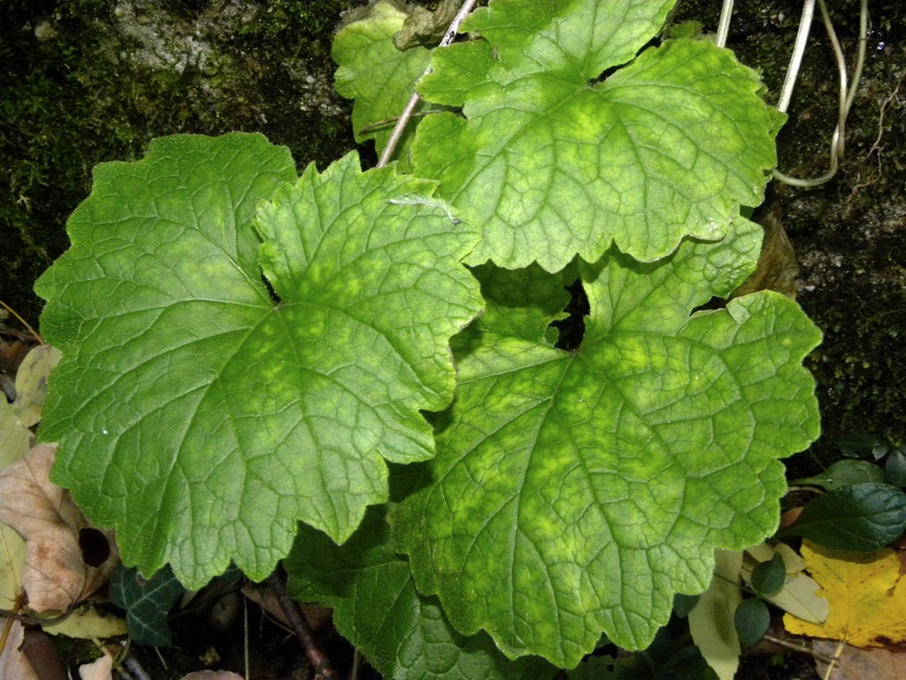Campanula trachelium / Campanula selvatica