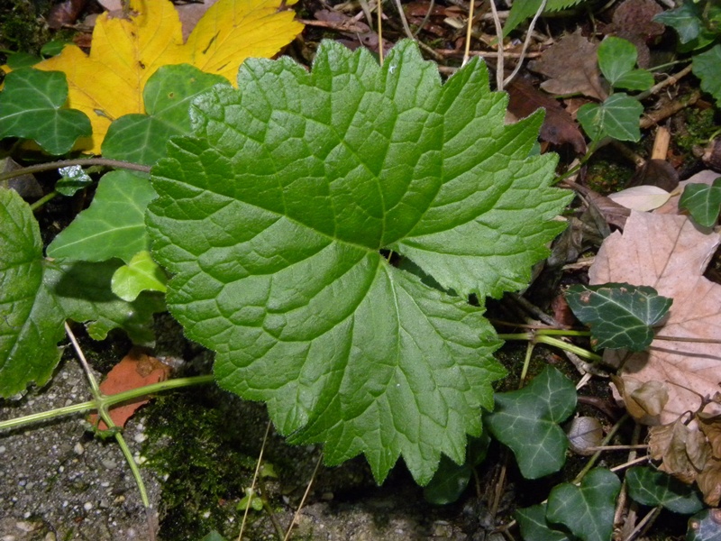 Campanula trachelium / Campanula selvatica