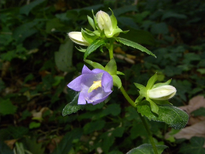 Campanula trachelium / Campanula selvatica