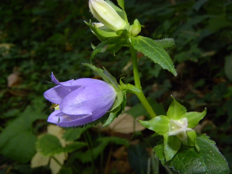 Campanula trachelium / Campanula selvatica