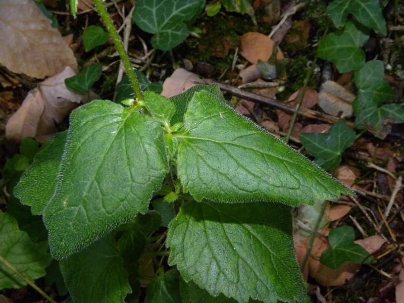 Campanula trachelium / Campanula selvatica