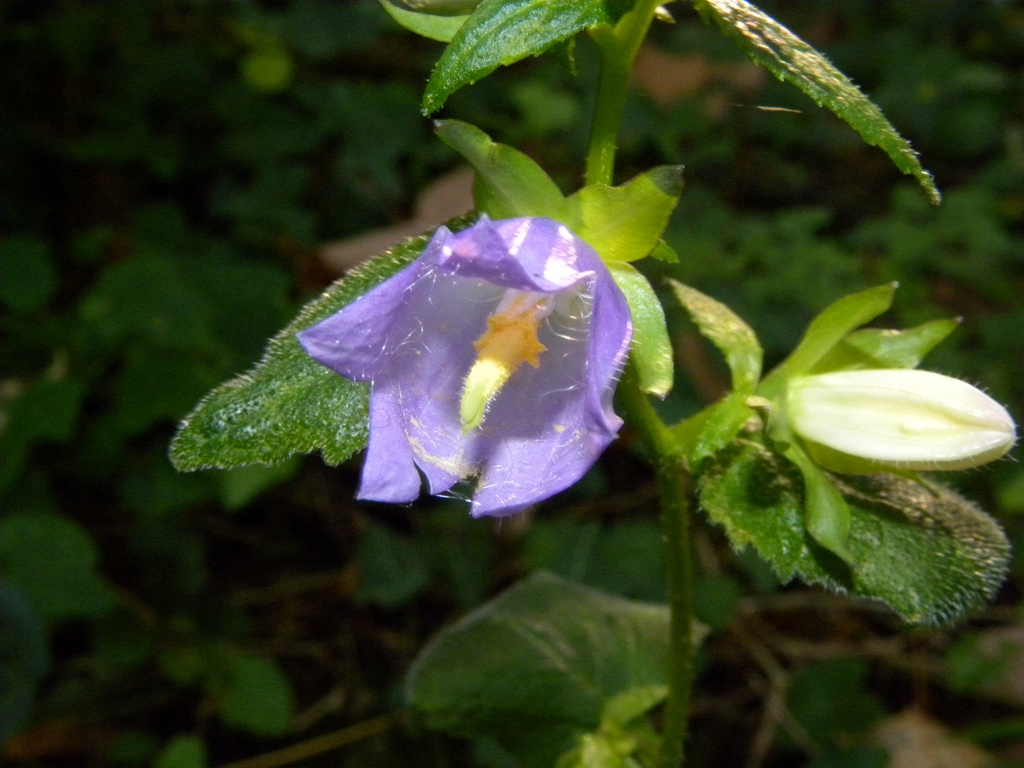 Campanula trachelium / Campanula selvatica