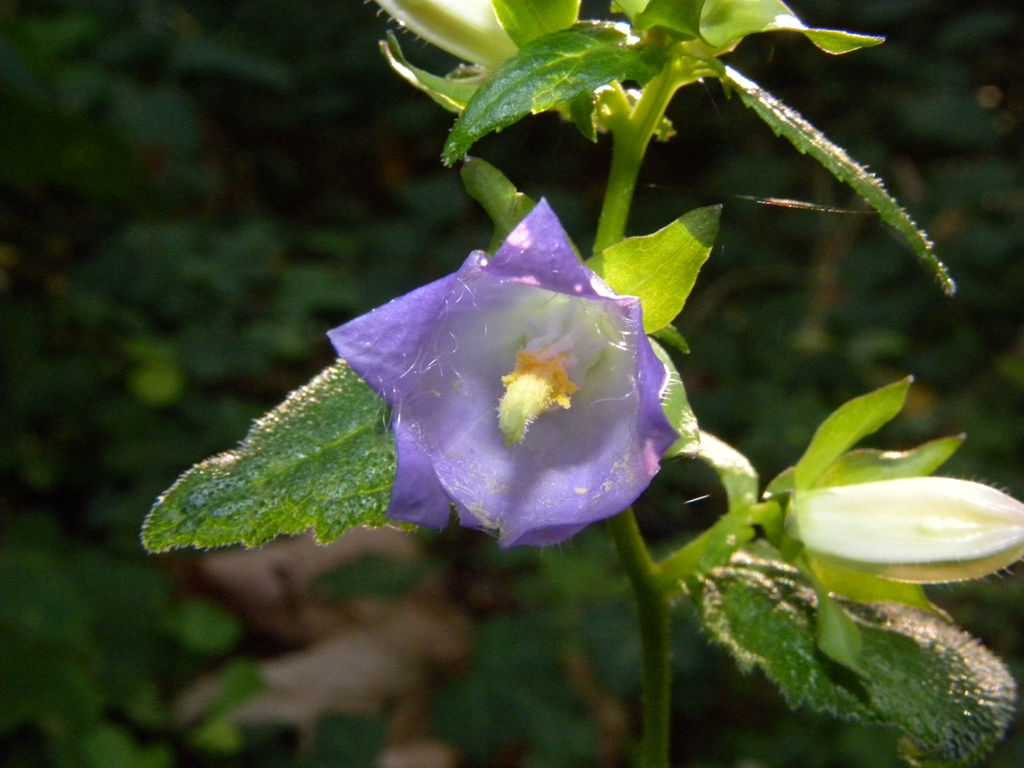 Campanula trachelium / Campanula selvatica