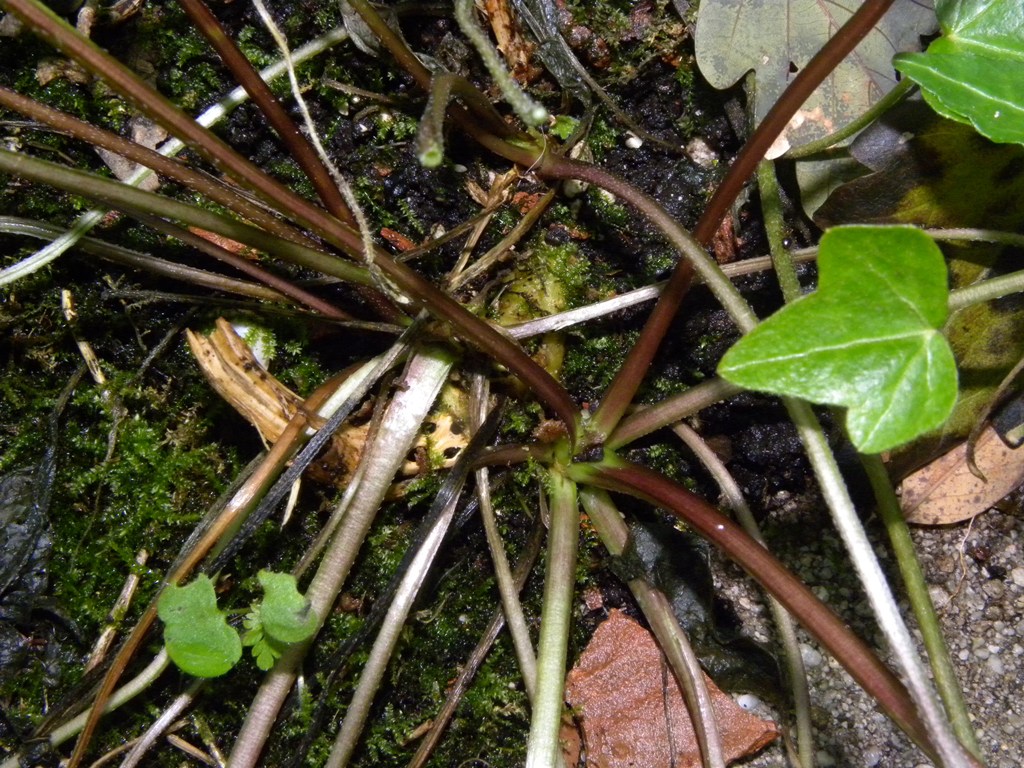 Campanula trachelium / Campanula selvatica