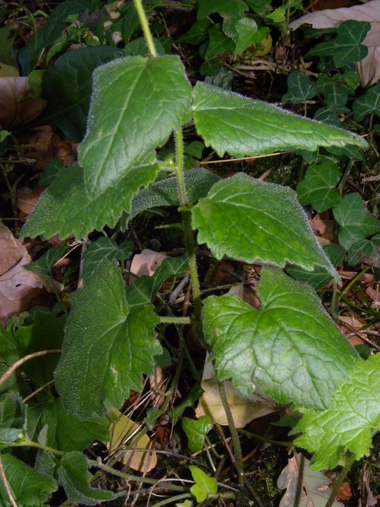 Campanula trachelium / Campanula selvatica