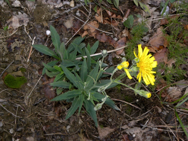 Quale Hieracium?
