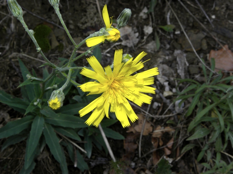 Quale Hieracium?
