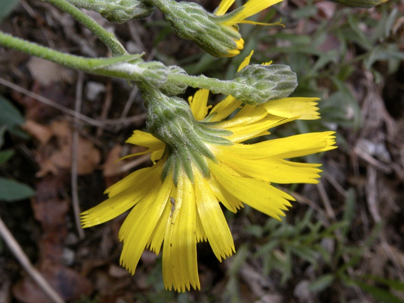Quale Hieracium?