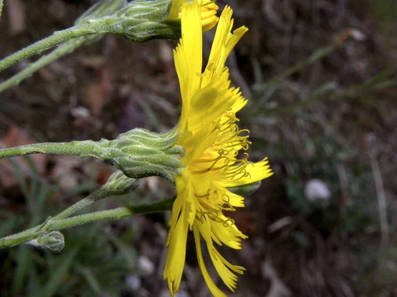 Quale Hieracium?