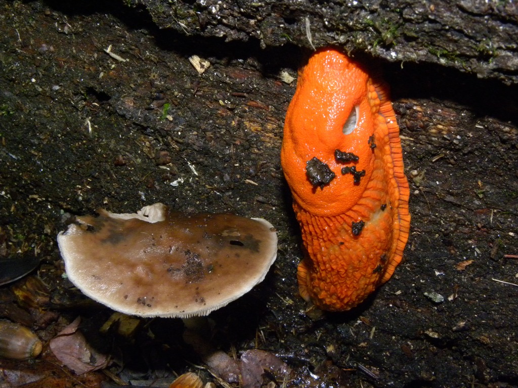 Limax cinereoniger da Cividale del Friuli (UD)