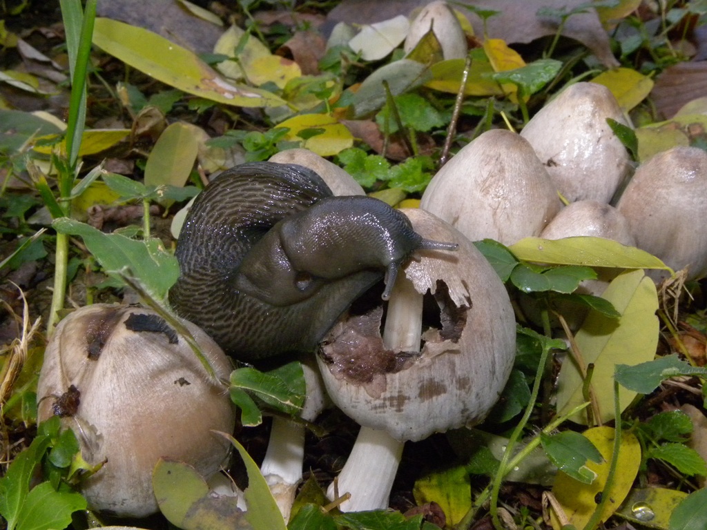 Limax cinereoniger da Cividale del Friuli (UD)