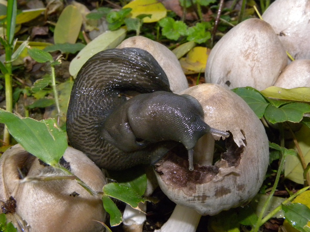 Limax cinereoniger da Cividale del Friuli (UD)