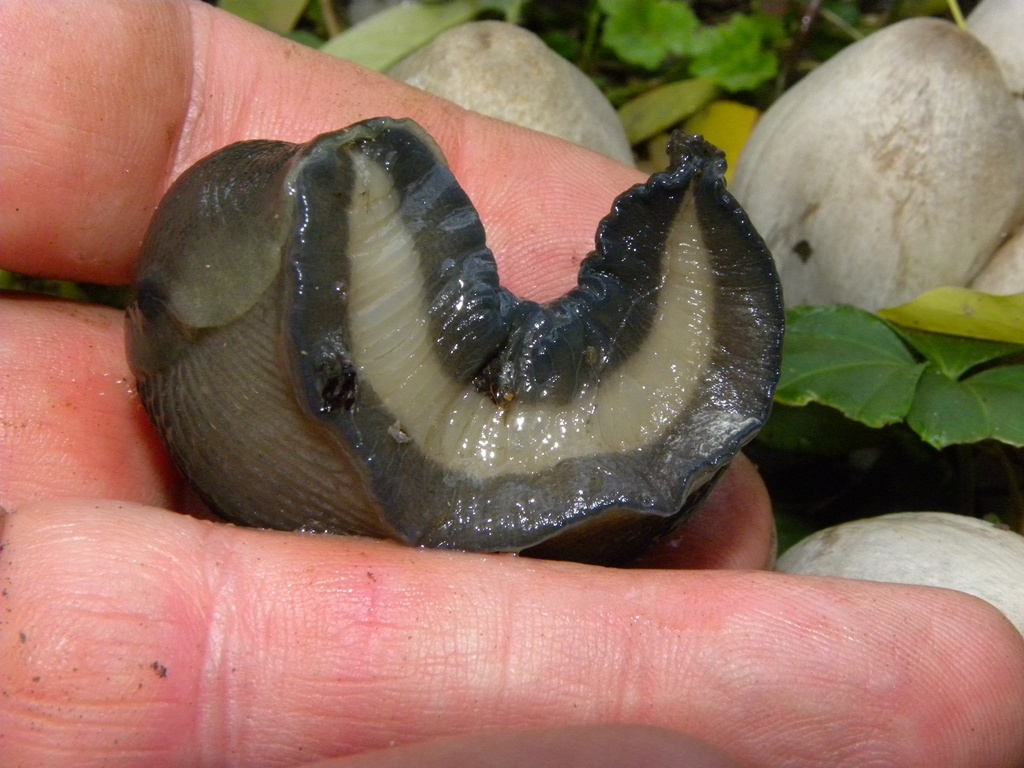 Limax cinereoniger da Cividale del Friuli (UD)