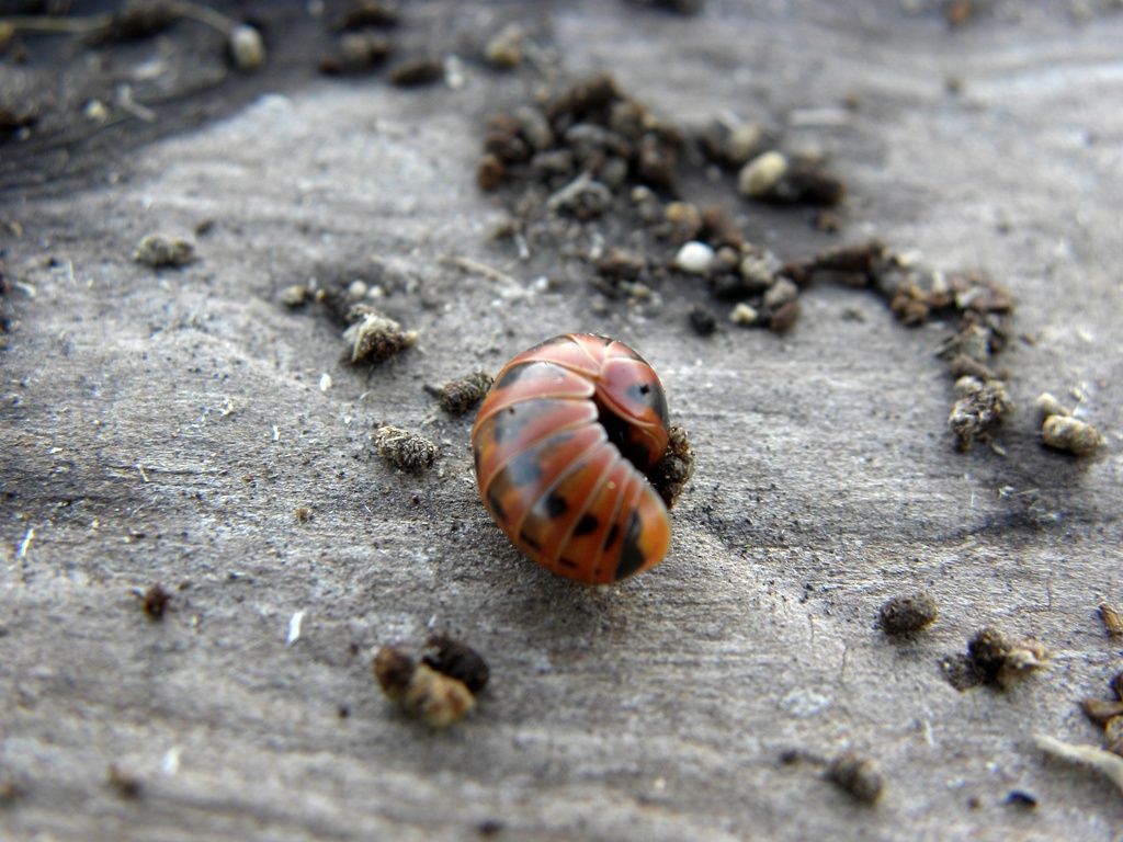 Ancora una Glomeridae da identificare.