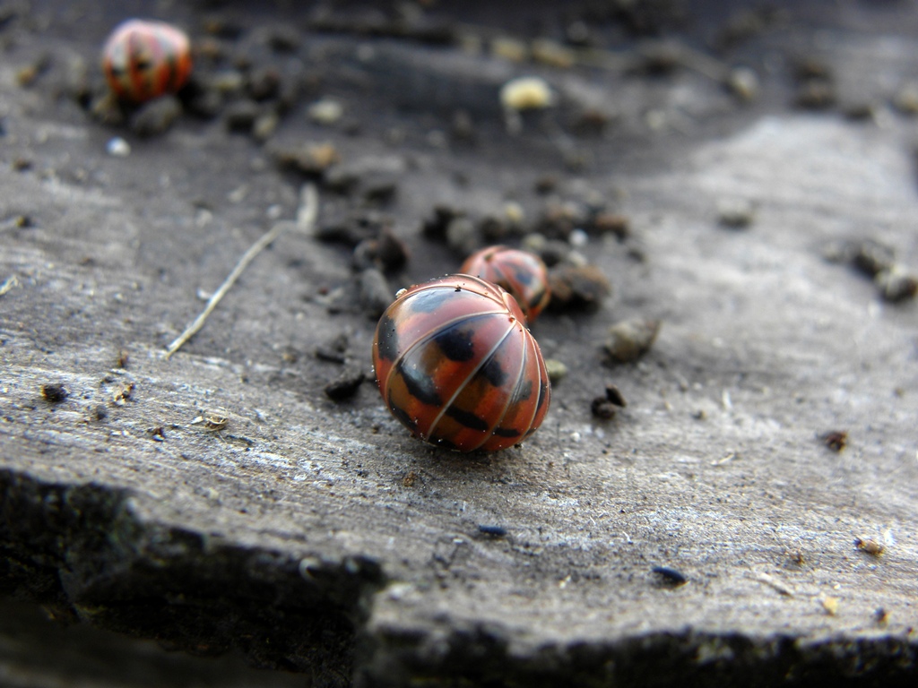 Ancora una Glomeridae da identificare.