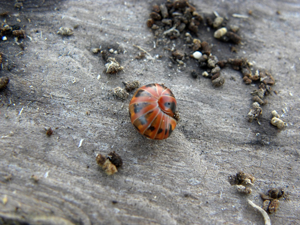 Ancora una Glomeridae da identificare.