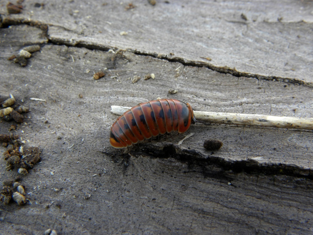 Ancora una Glomeridae da identificare.