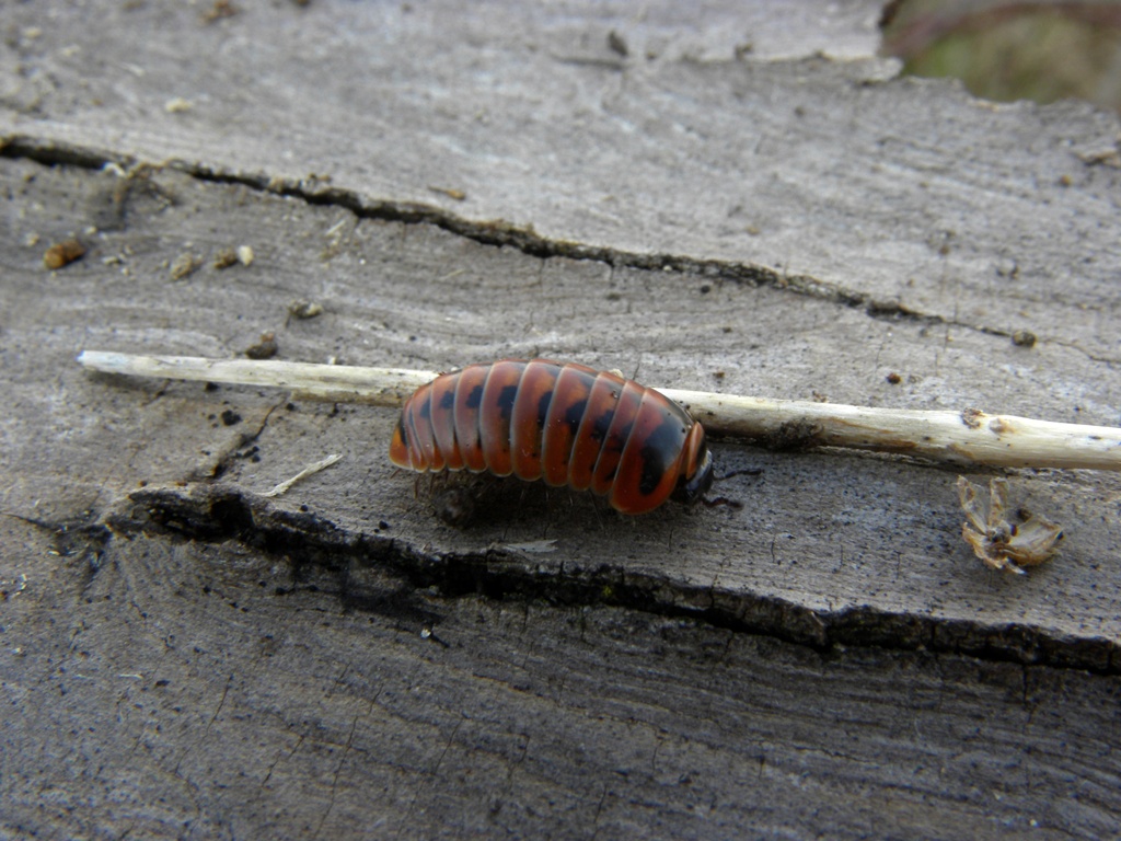 Ancora una Glomeridae da identificare.