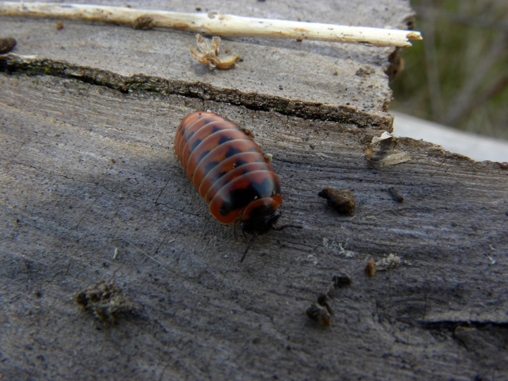 Ancora una Glomeridae da identificare.