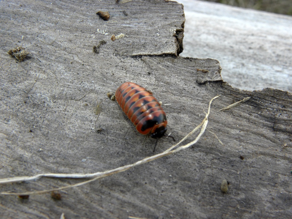 Ancora una Glomeridae da identificare.