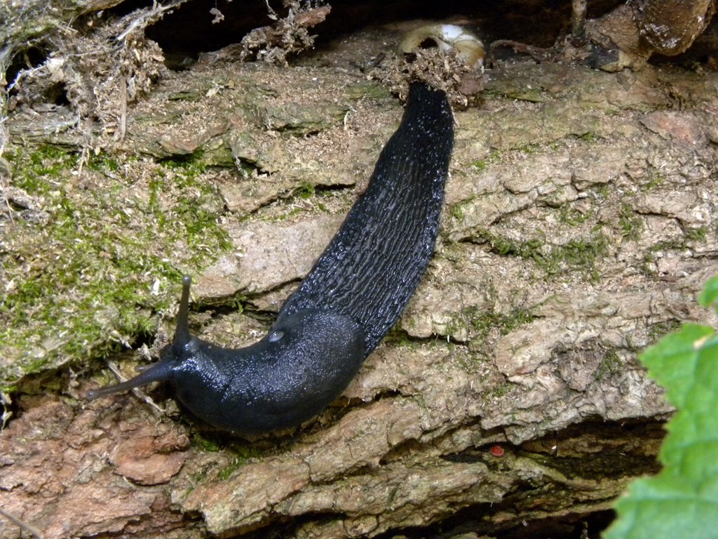 Limax cinereoniger da Cividale del Friuli (UD)