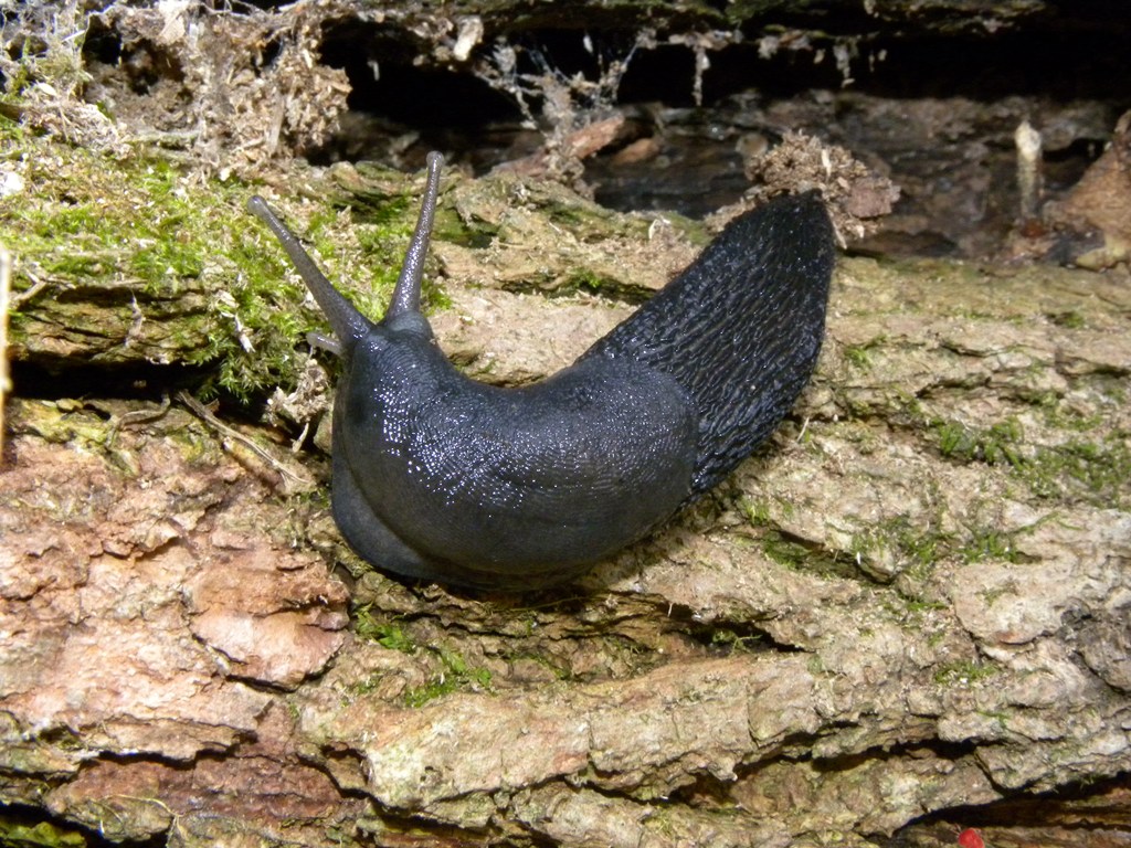 Limax cinereoniger da Cividale del Friuli (UD)