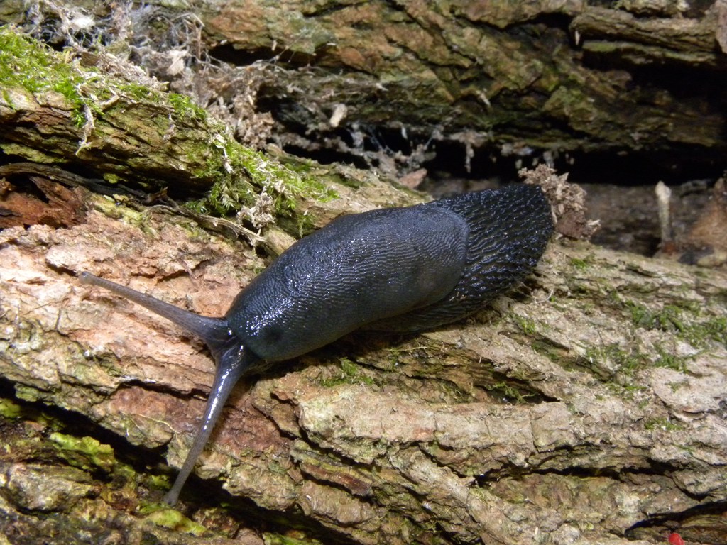 Limax cinereoniger da Cividale del Friuli (UD)