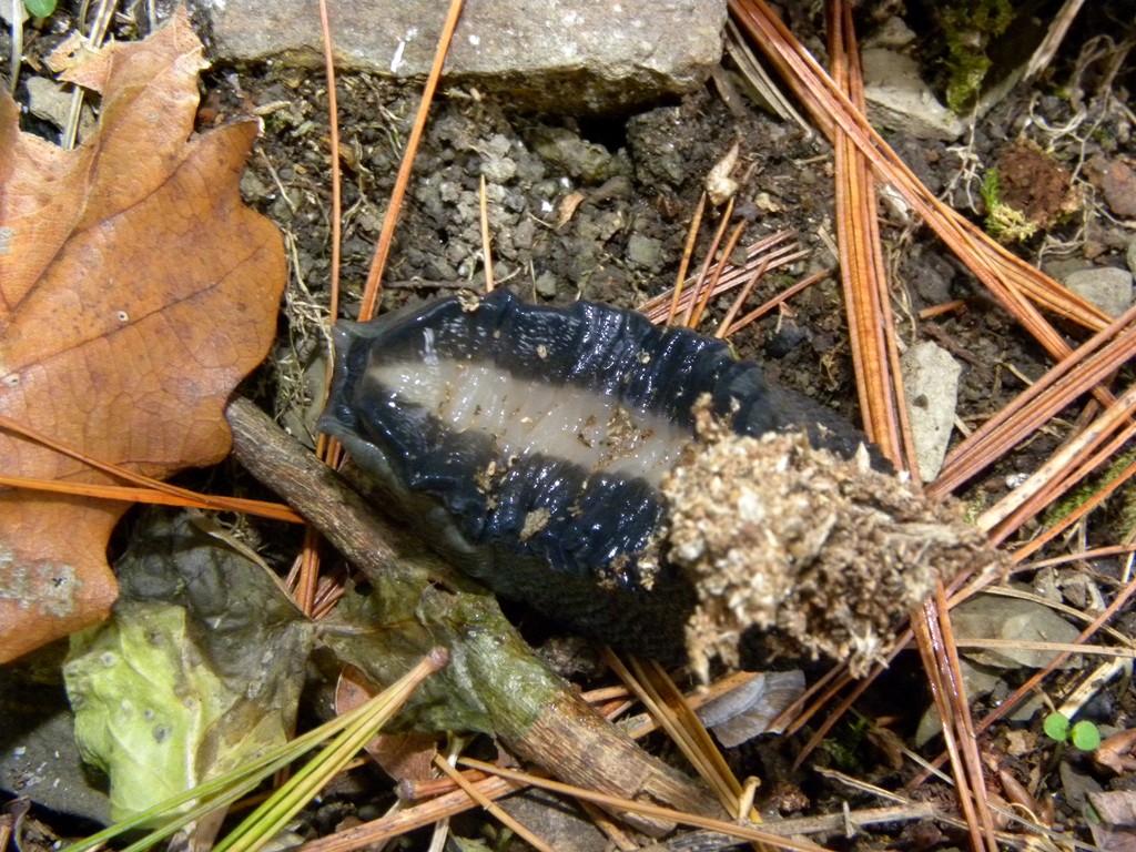 Limax cinereoniger da Cividale del Friuli (UD)