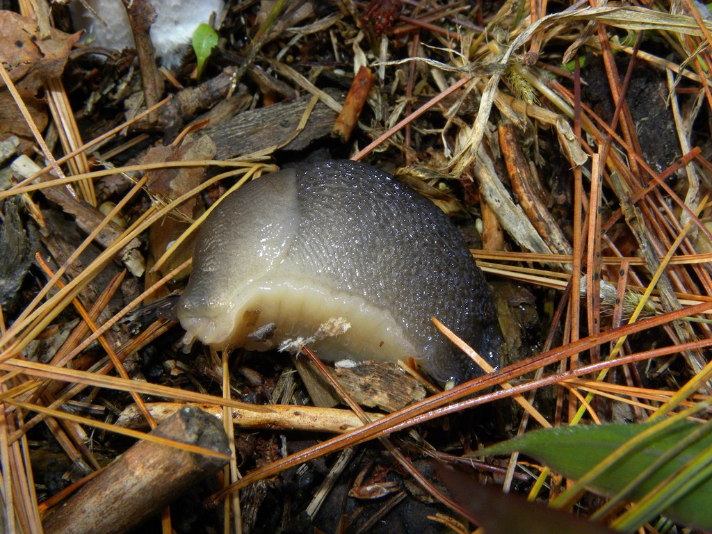 Limax cinereoniger da Cividale del Friuli (UD)