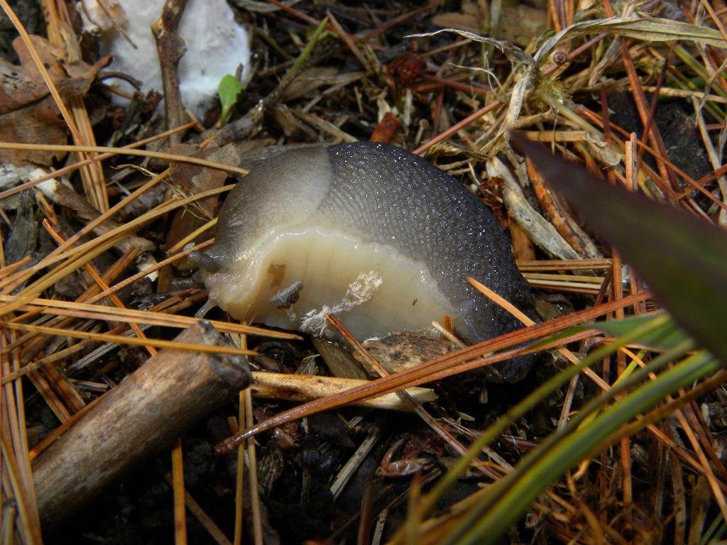 Limax cinereoniger da Cividale del Friuli (UD)