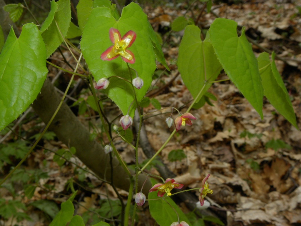 Epimedium alpinum / Epimedio