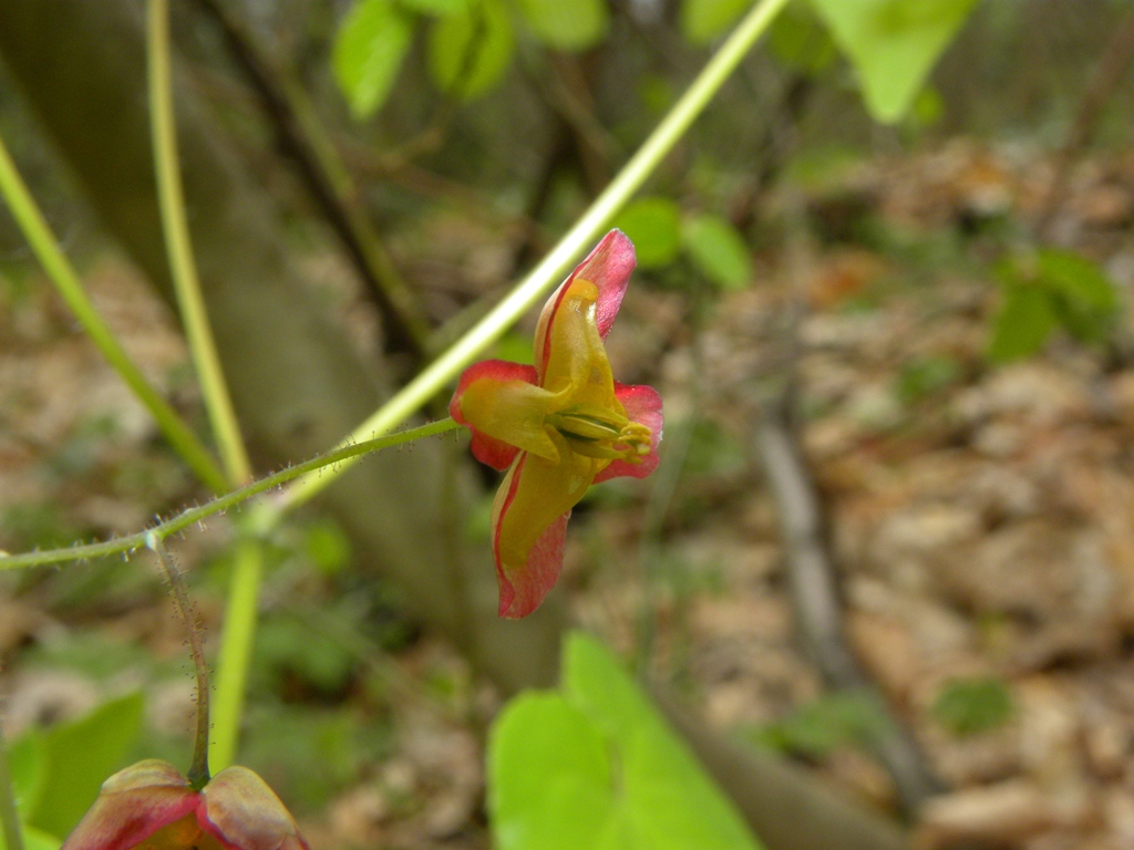 Epimedium alpinum / Epimedio