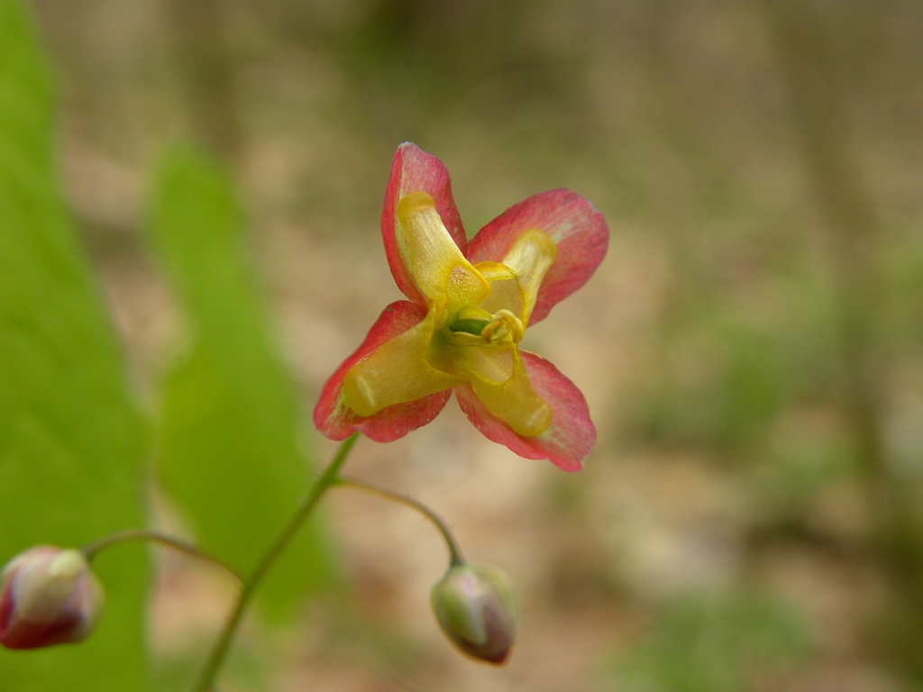 Epimedium alpinum / Epimedio