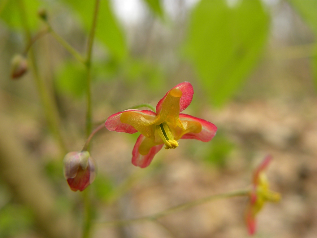 Epimedium alpinum / Epimedio