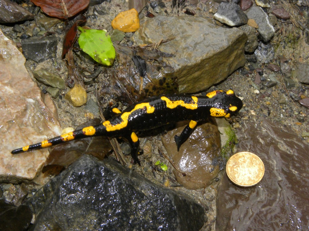 Salamandra dicembrina altoatesina!