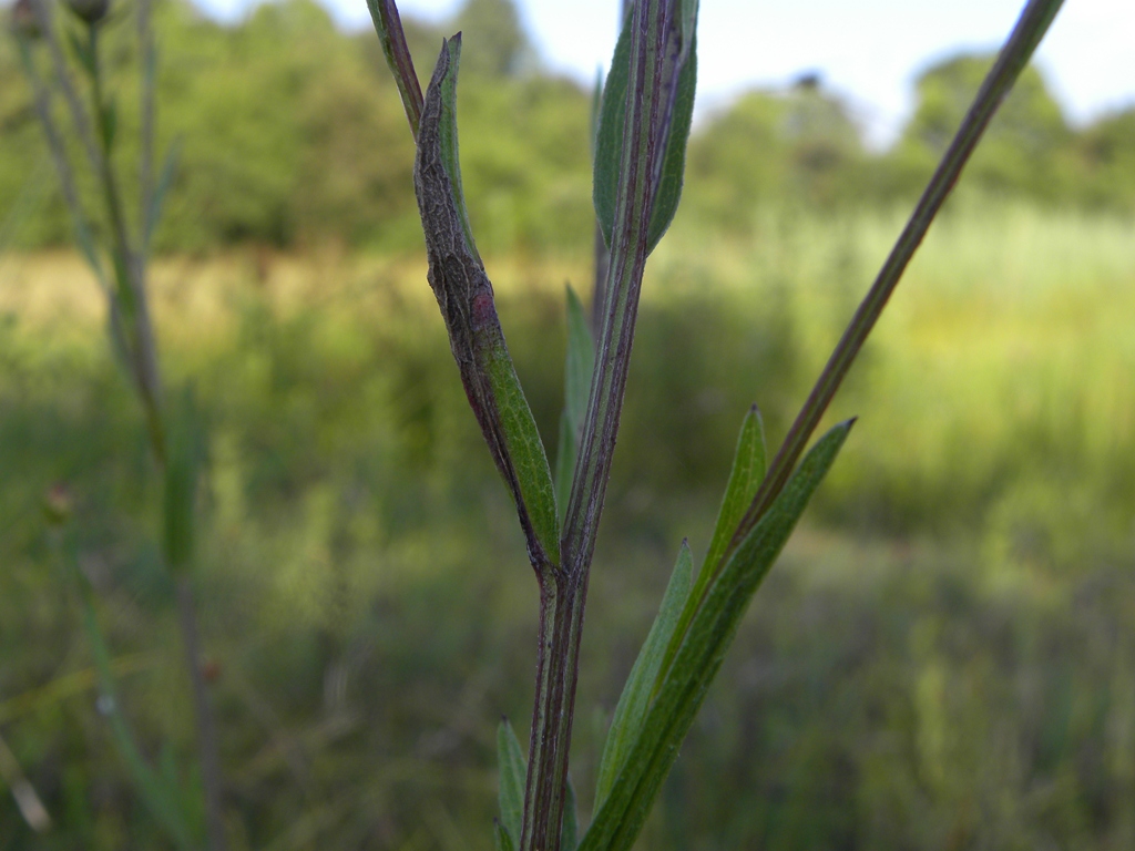 Centaurea jacea subsp. forojulensis / Centaurea friulana