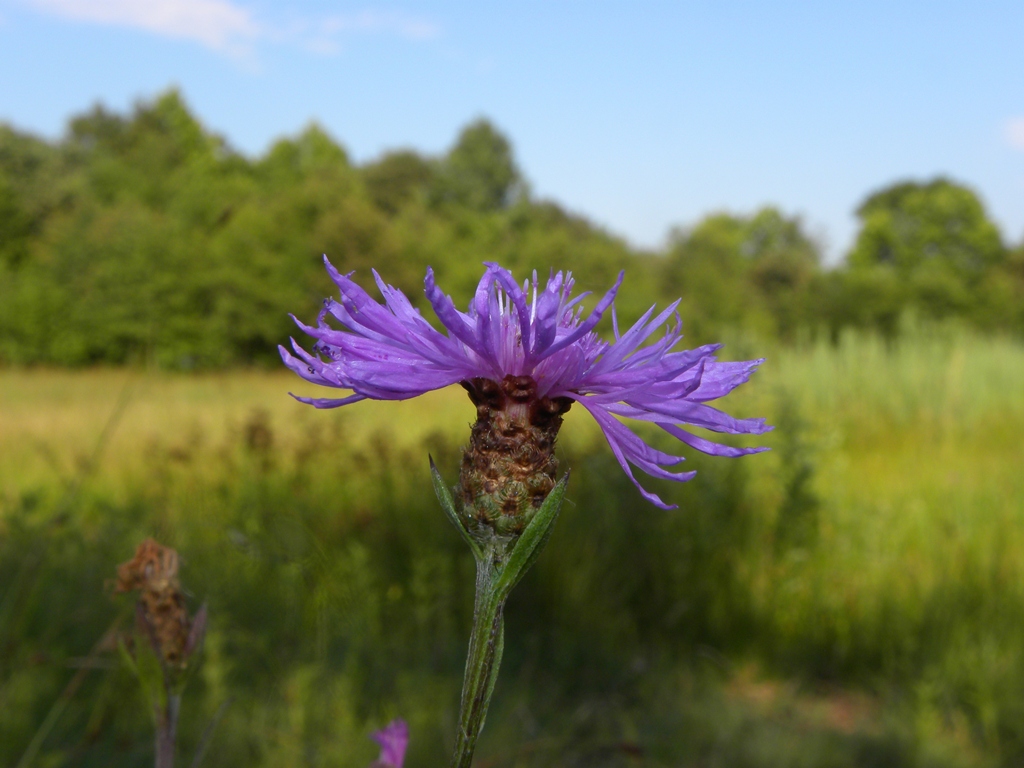 Centaurea jacea subsp. forojulensis / Centaurea friulana