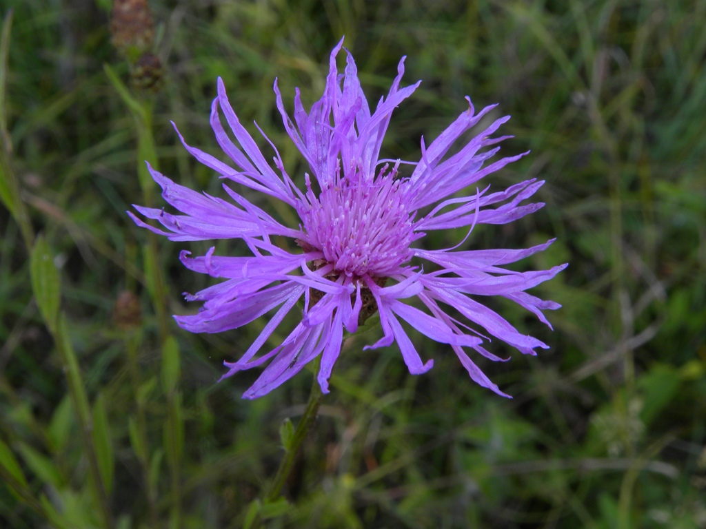 Centaurea jacea subsp. forojulensis / Centaurea friulana