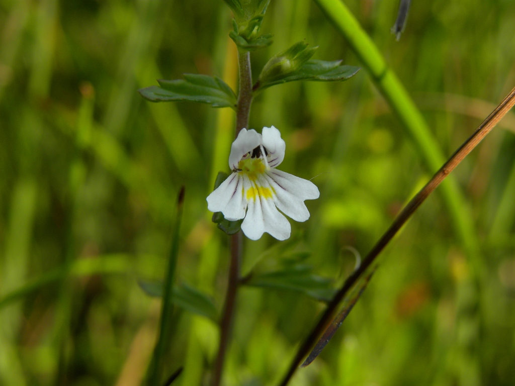 Euphrasia marchesettii / Eufrasia di Marchesetti