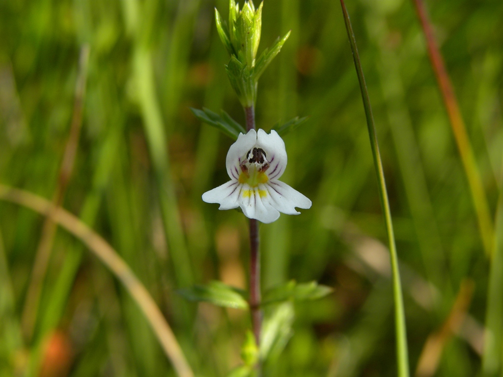 Euphrasia marchesettii / Eufrasia di Marchesetti