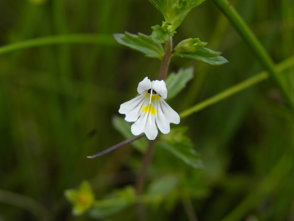 Euphrasia marchesettii / Eufrasia di Marchesetti